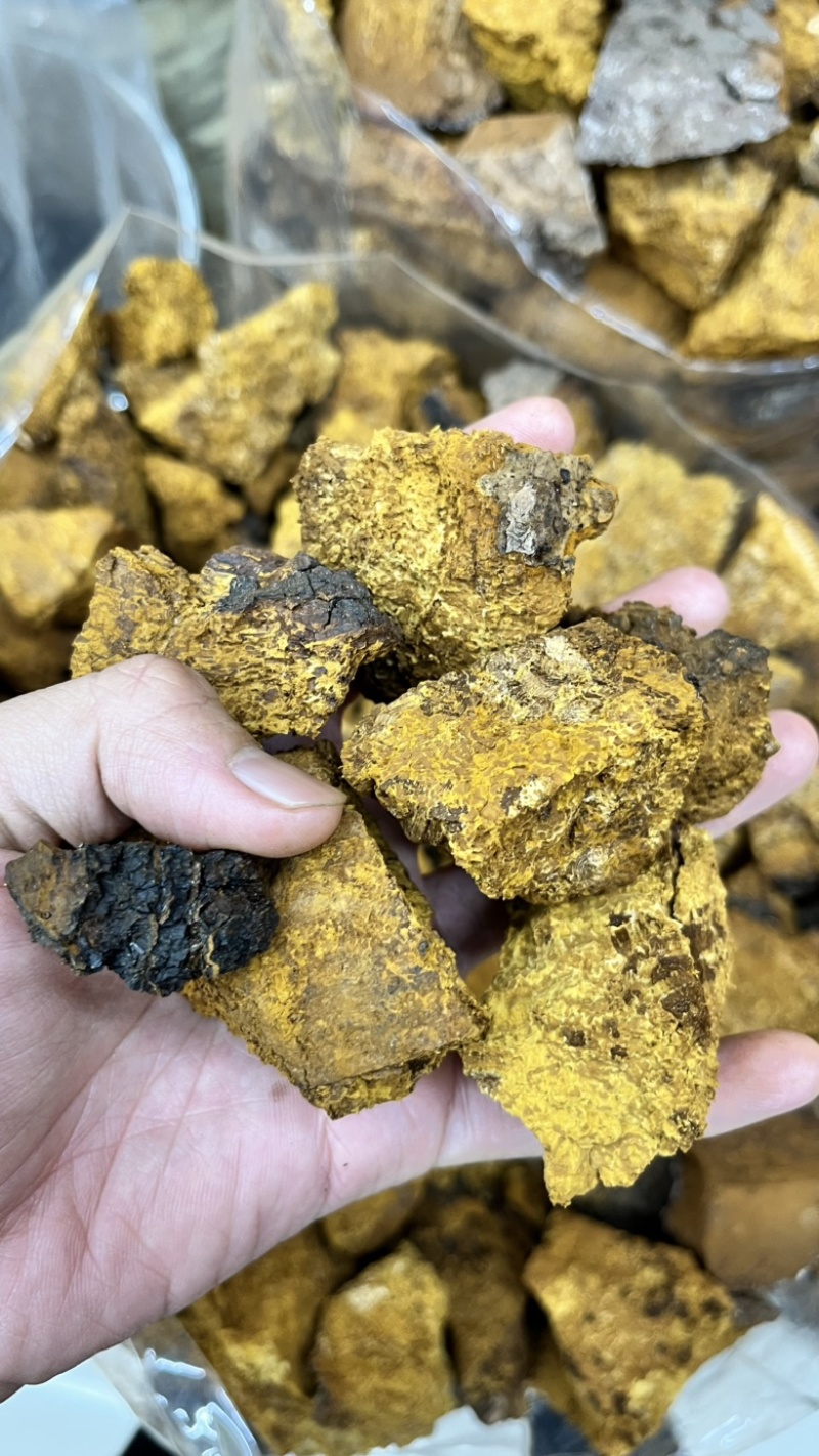 桦树茸2025年新货各类都有大小黑晶碎粒