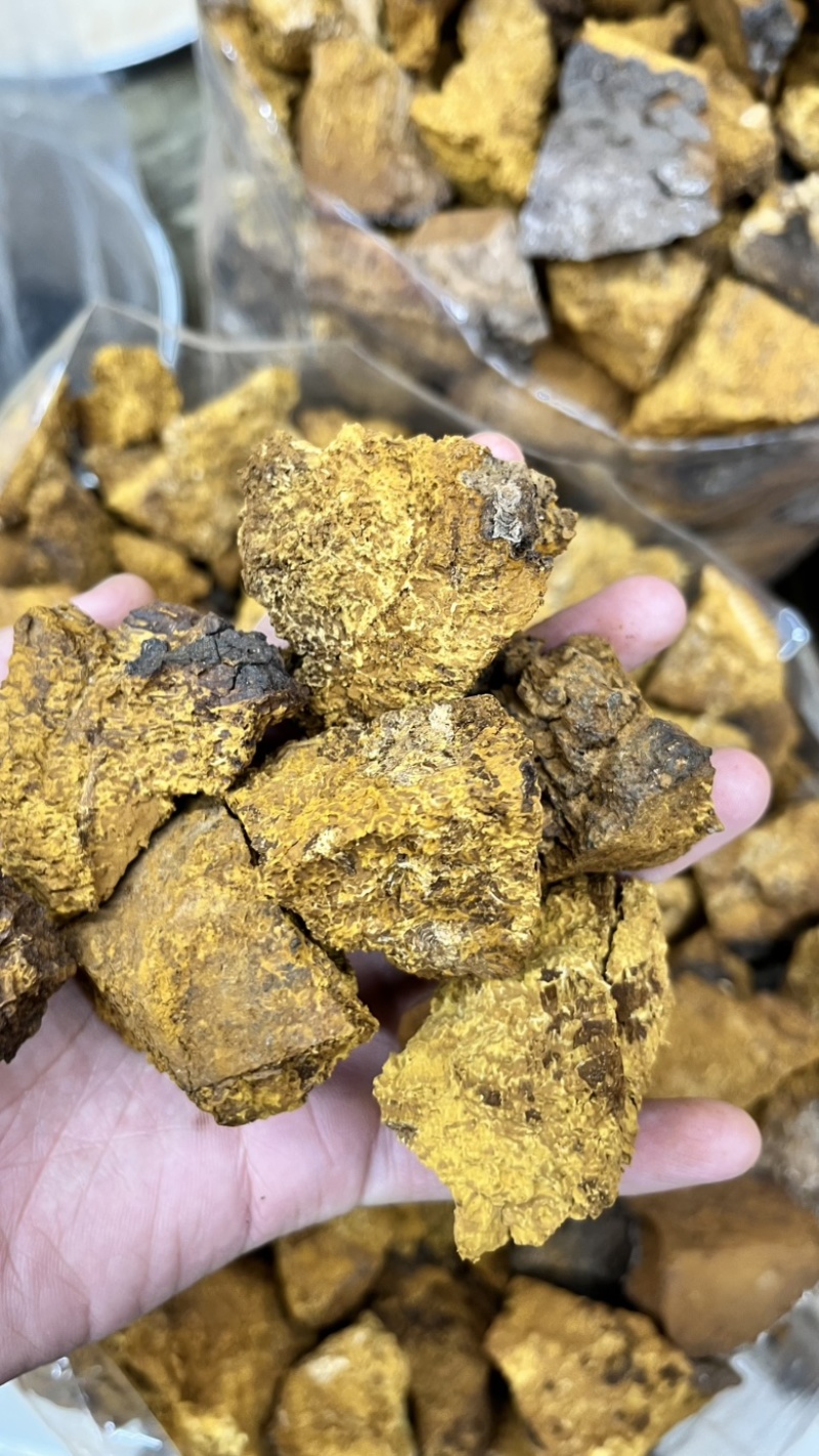 桦树茸2025年新货各类都有大小黑晶碎粒