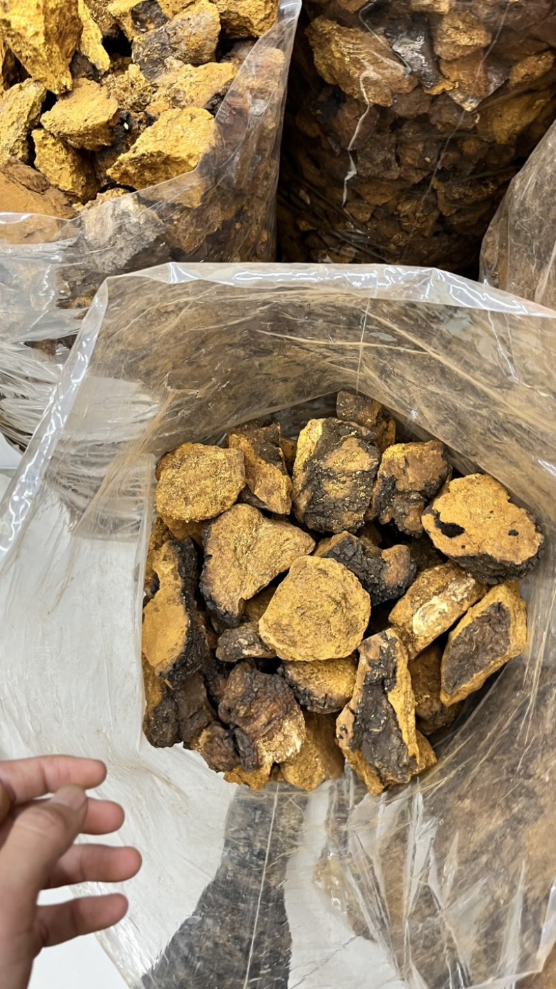 桦树茸2025年新货各类都有大小黑晶碎粒