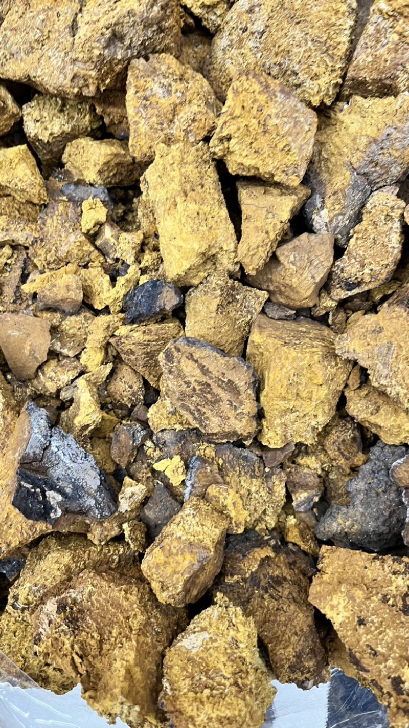 桦树茸2025年新货各类都有大小黑晶碎粒