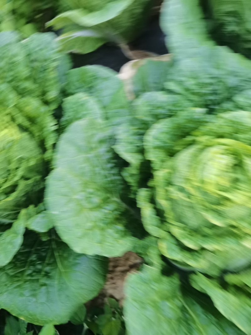 白菜
