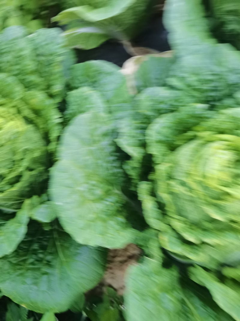 白菜
