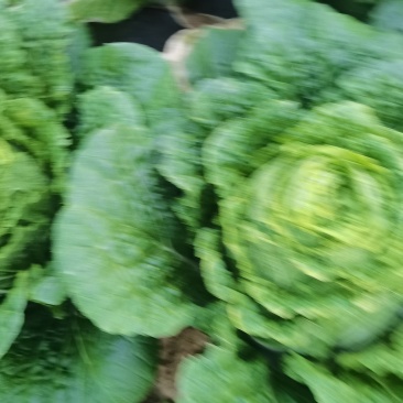 白菜