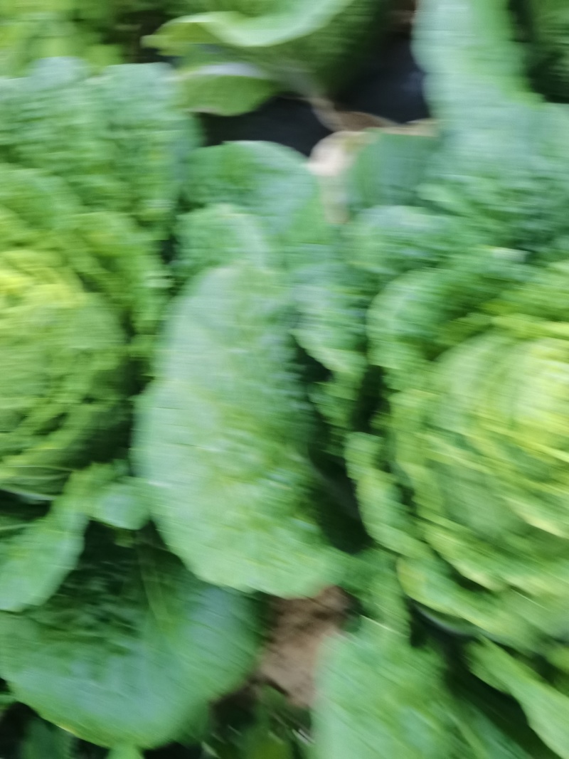 白菜