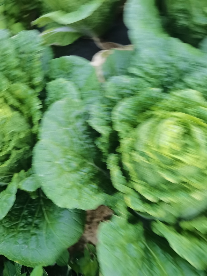 白菜