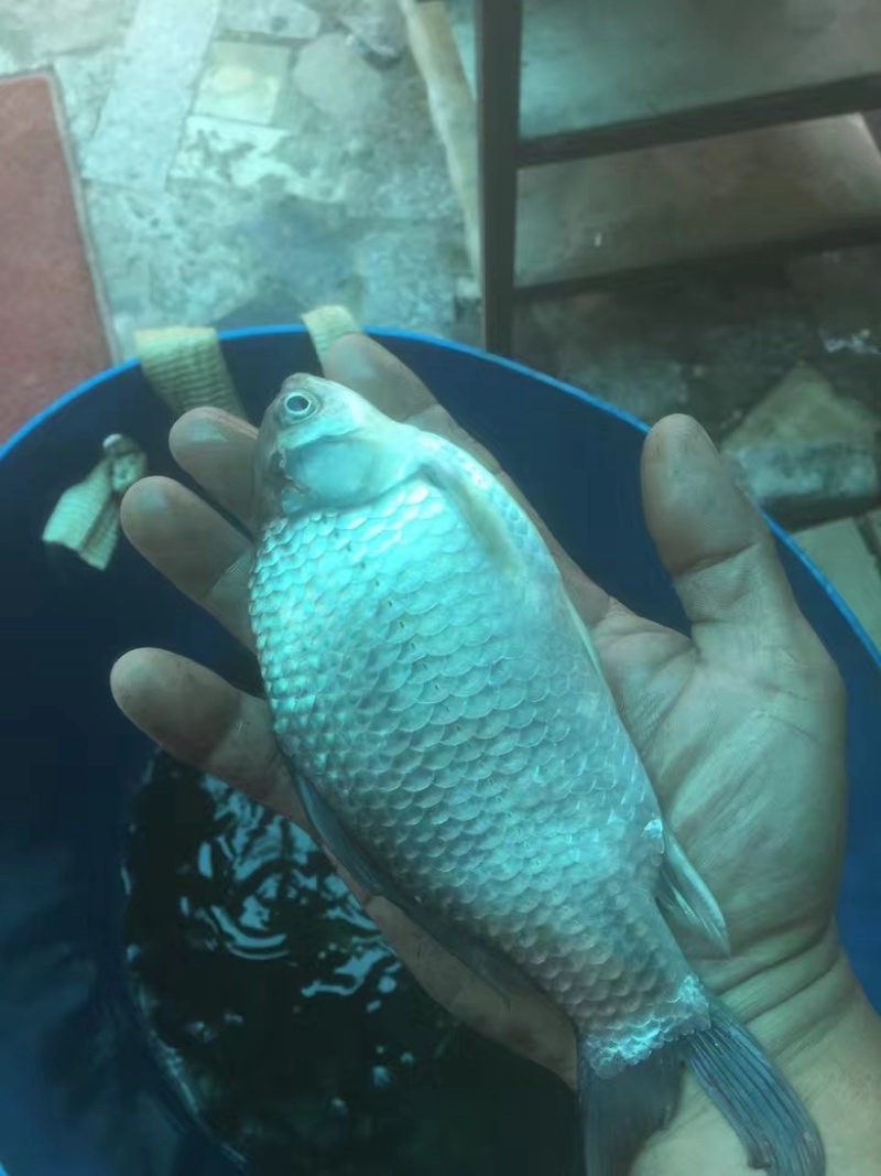 高品质软骨鲫鱼