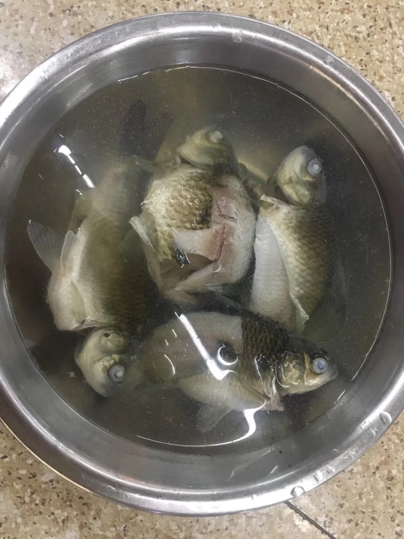 高品质软骨鲫鱼