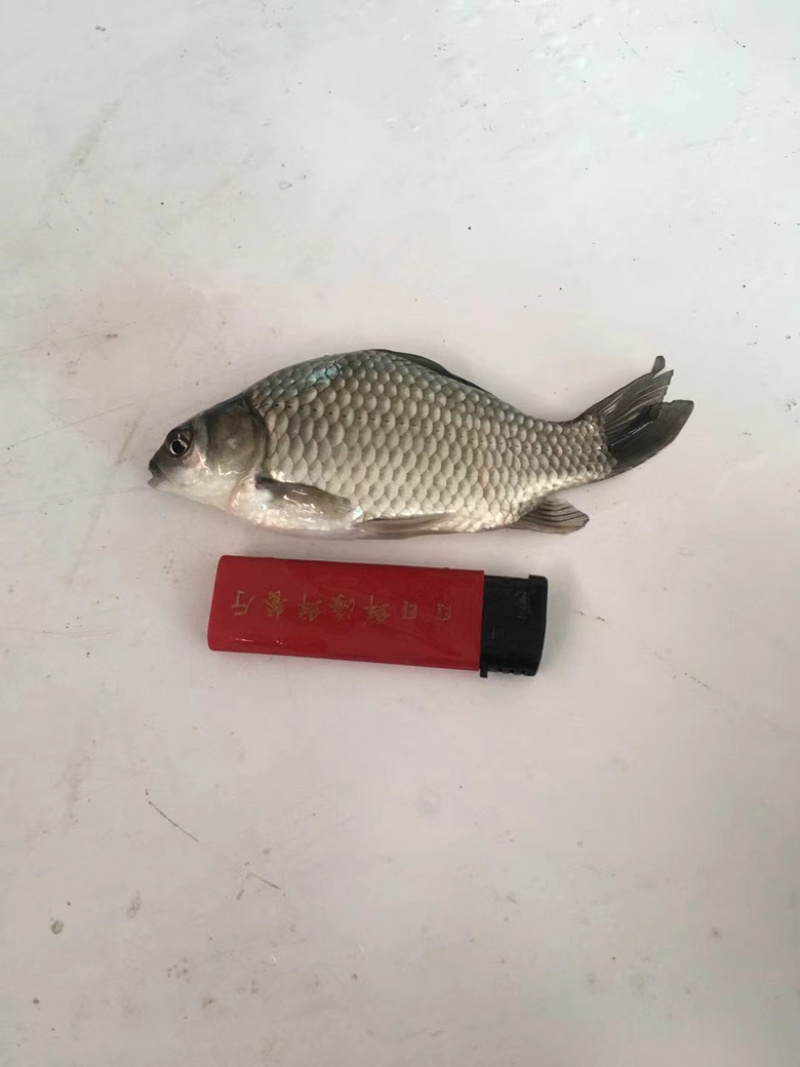 高品质软骨鲫鱼