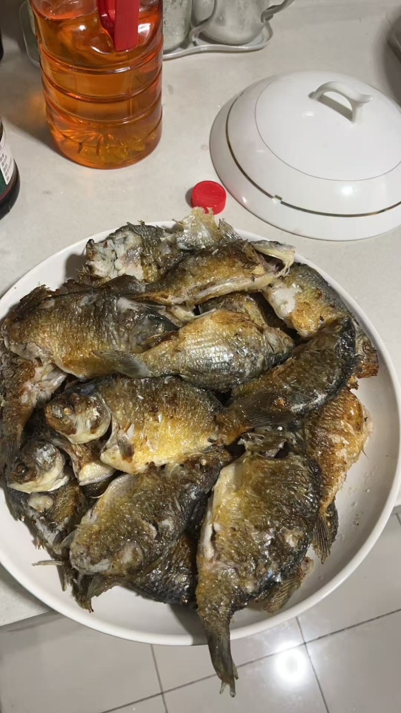 高品质软骨鲫鱼