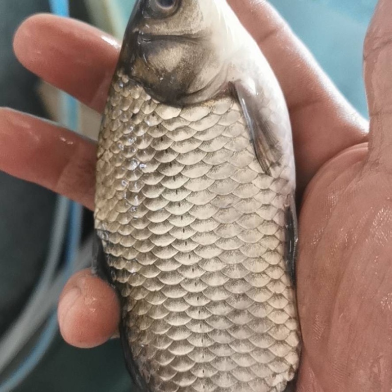 高品质软骨鲫鱼