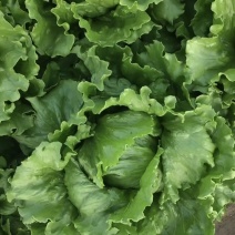 沽源县球生菜上市中