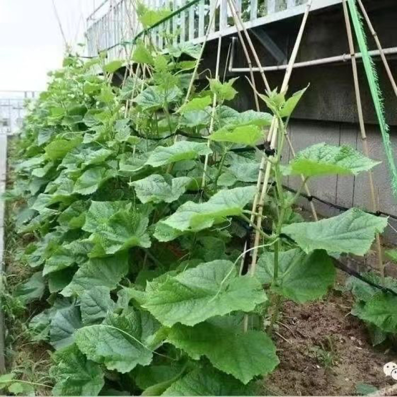 捆扎绳子园林果树拉枝捆土球蒜苔蔬菜编织绑树绳优质布条