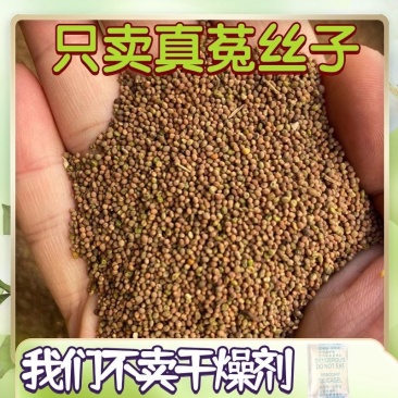 菟丝子野生兔丝子正宗精选内蒙正品水泡中药材泡茶菟丝籽吐丝