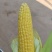 太阳光黄甜玉米