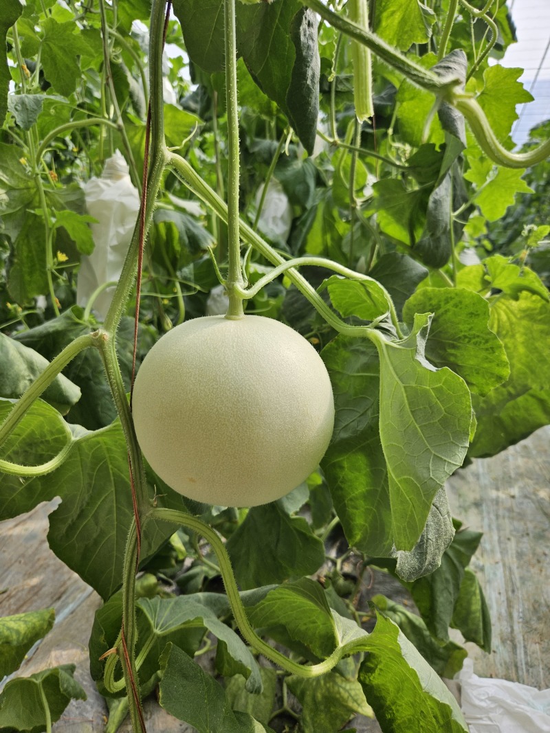 山东玉菇甜瓜一件代发落地配，全国物流直发，直播