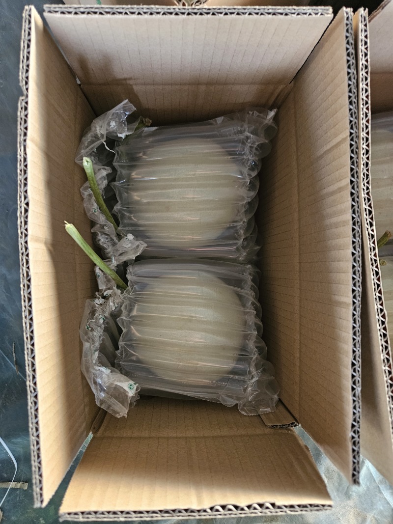 山东玉菇甜瓜一件代发落地配，全国物流直发，直播