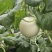 山东玉菇甜瓜一件代发落地配，全国物流直发，直播