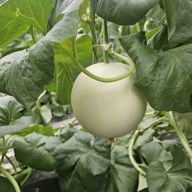 山东玉菇甜瓜一件代发落地配，全国物流直发，直播