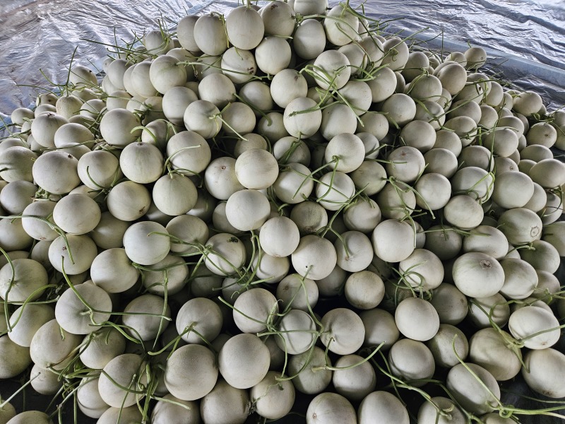 山东玉菇甜瓜一件代发落地配，全国物流直发，直播