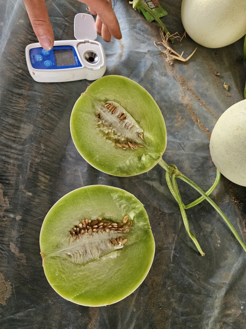 山东玉菇甜瓜一件代发落地配，全国物流直发，直播