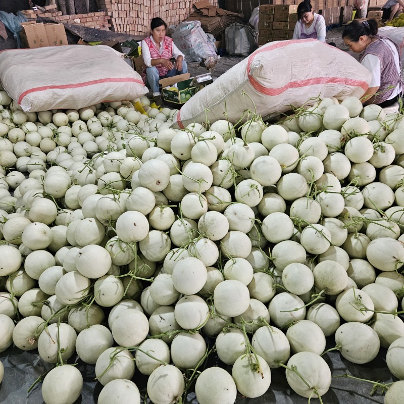 山东翡翠玉菇甜瓜整件批发上车山东玉菇甜瓜