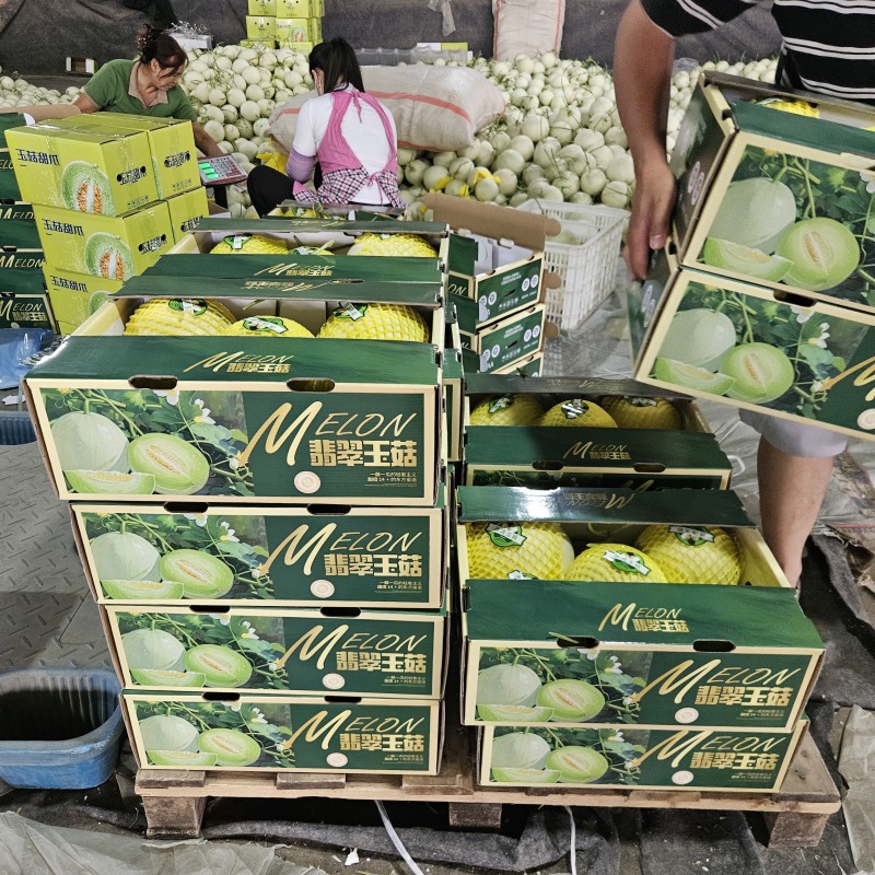 山东翡翠玉菇甜瓜整件批发上车山东玉菇甜瓜