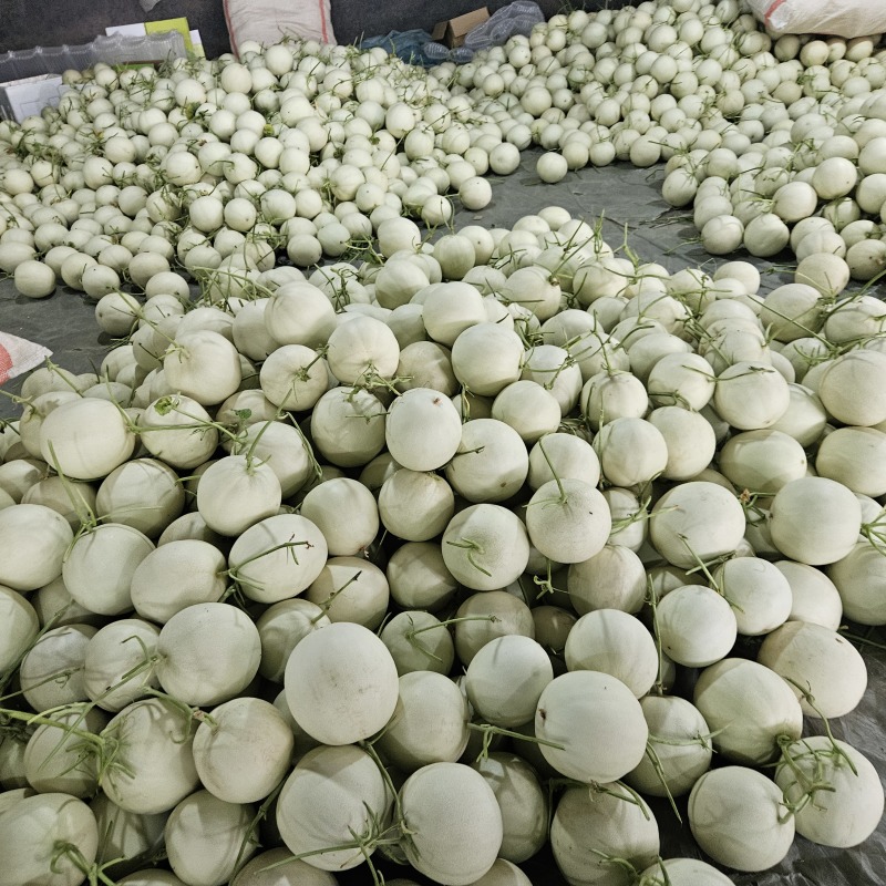 山东翡翠玉菇甜瓜整件批发上车山东玉菇甜瓜