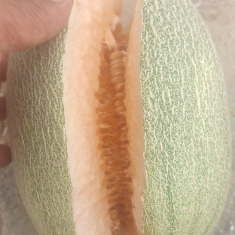 晓密25号哈密瓜