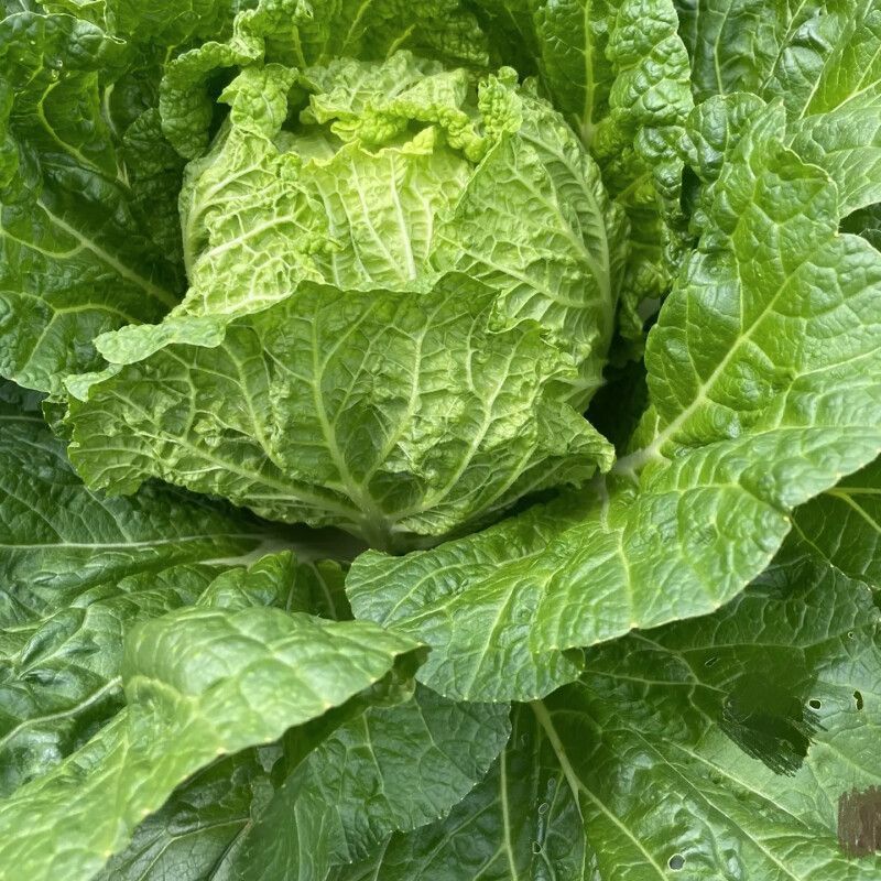 铁头小金刚大白菜种子高产抗病叶球叠抱包球紧实秋季白菜种蔬
