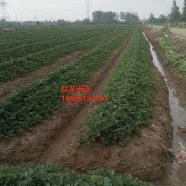 草莓苗1元一棵包运费