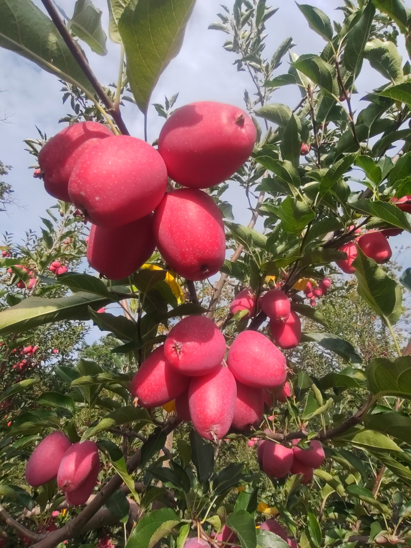 鸡心果