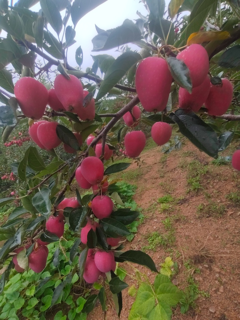 鸡心果