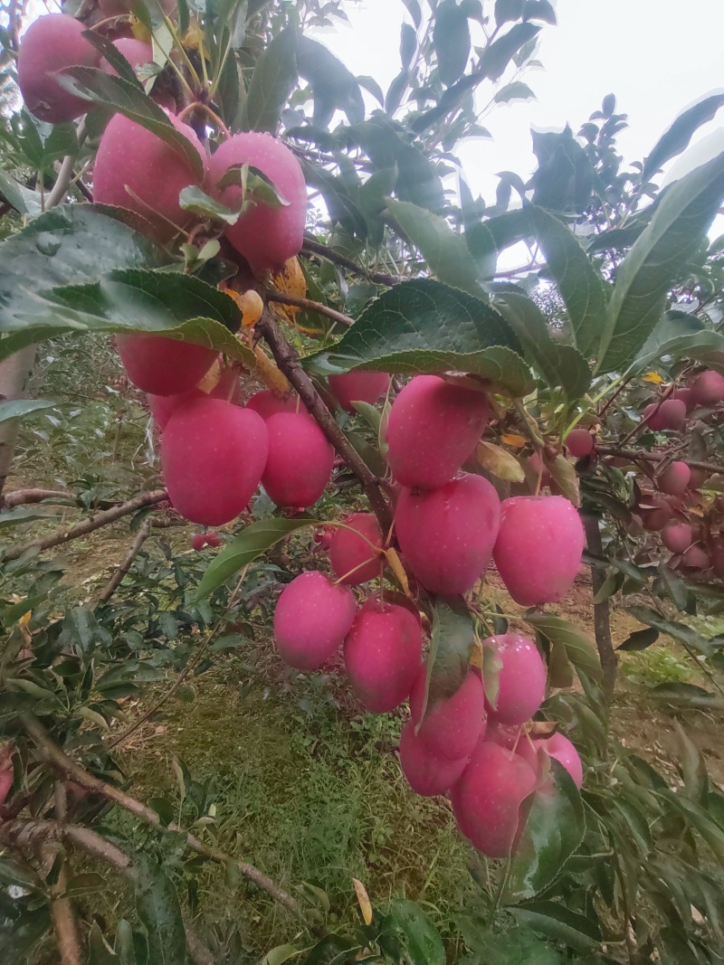 鸡心果