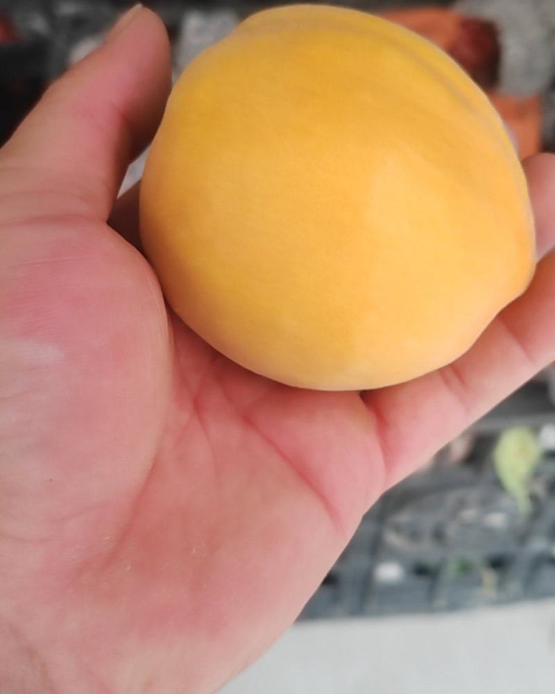 黄桃，自己种植的几十亩黄桃已熟。欢迎来电商议