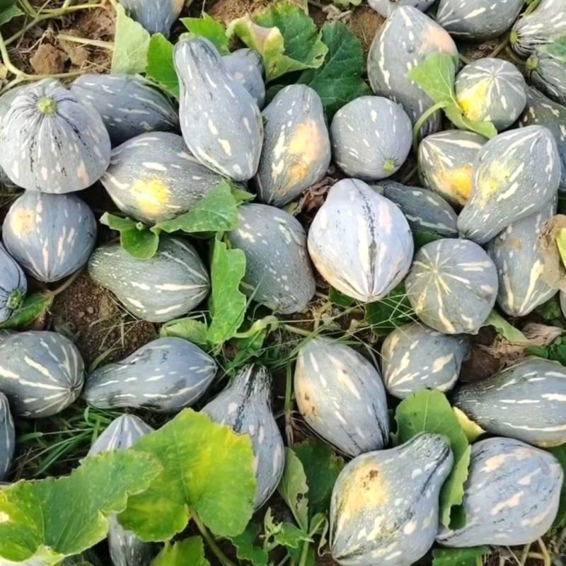 香芋南瓜