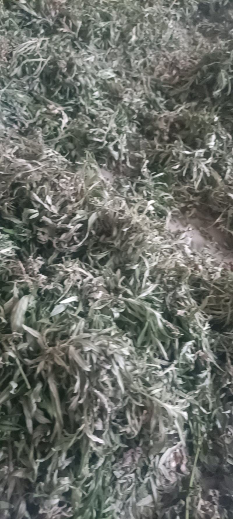 纯野生艾叶