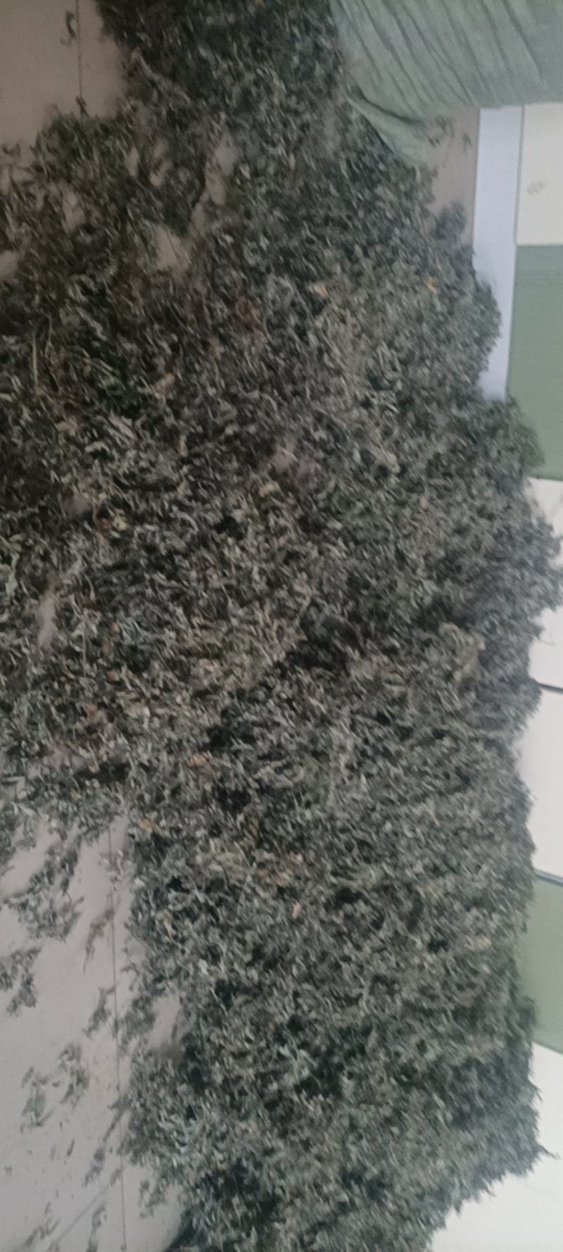 纯野生艾叶