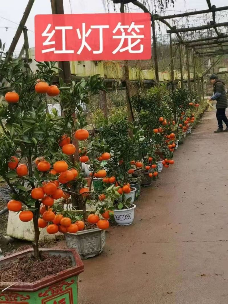 桔子树超多，挂果好