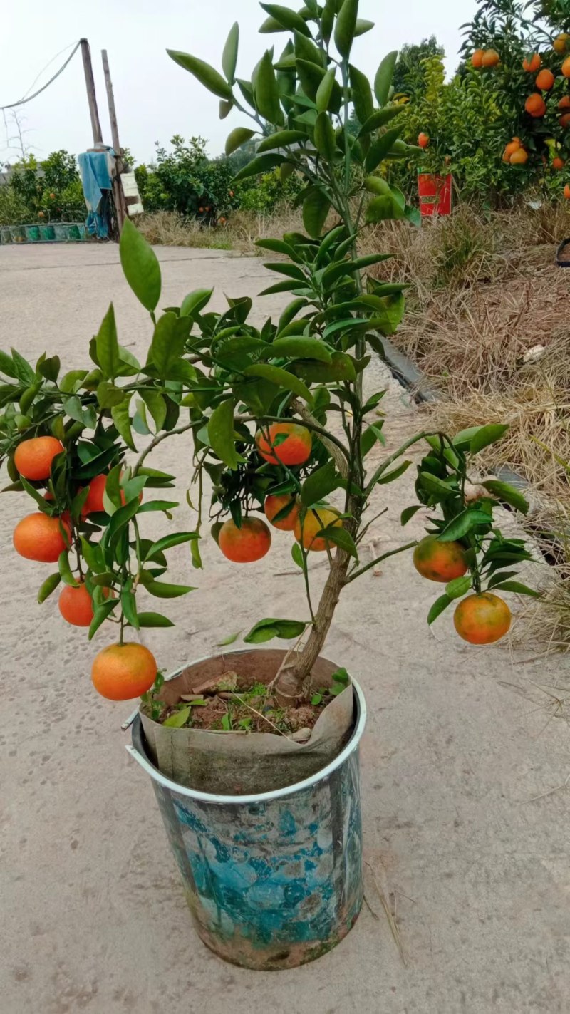 桔子树超多，挂果好