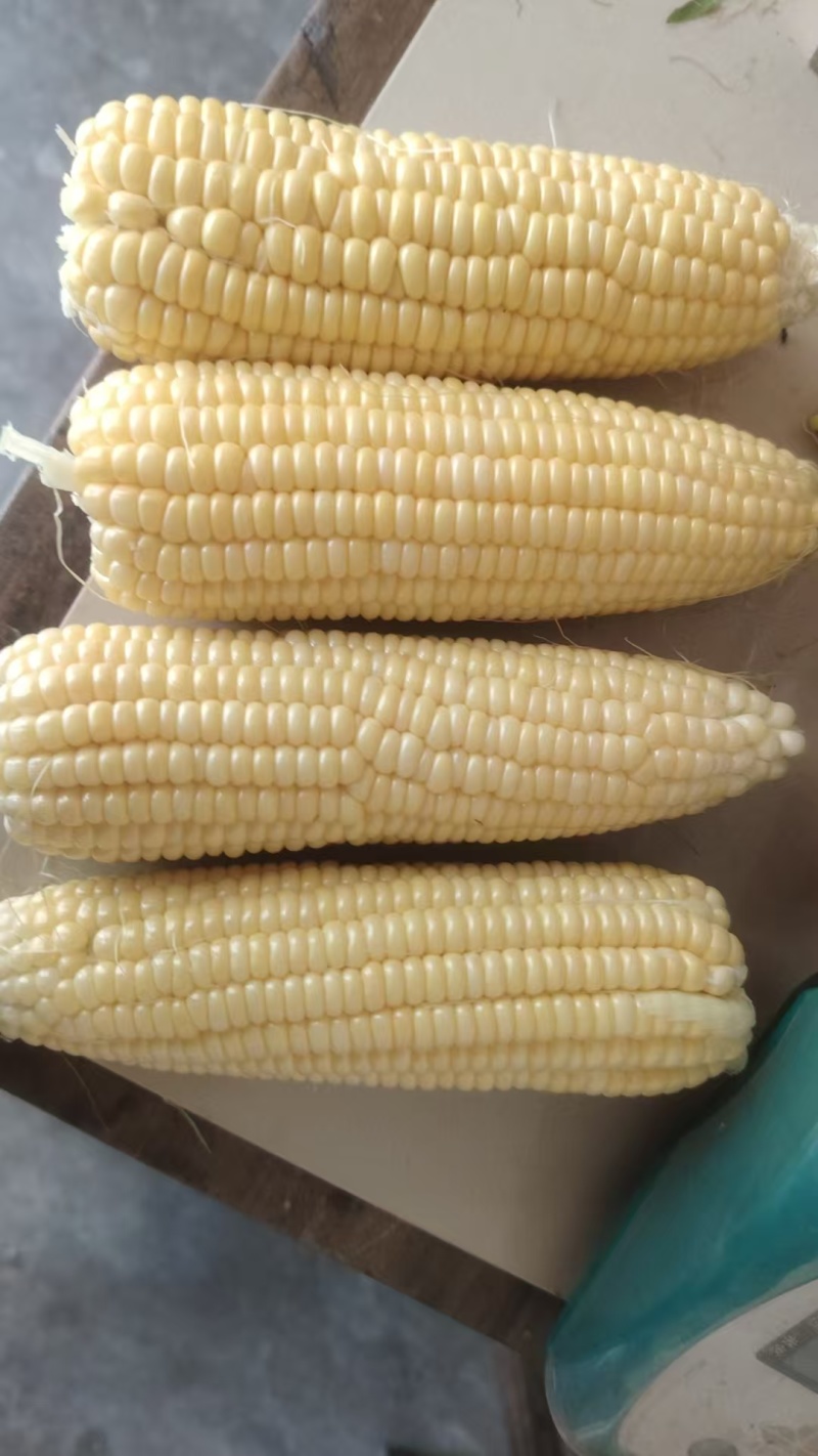 广良甜27新鲜水果玉米上市，基地现摘