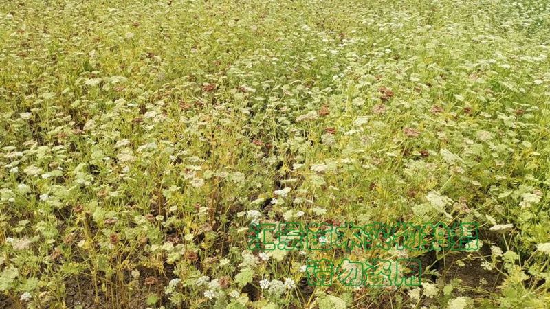 蛇床子中药材（纯野生）新货干货净货质优现货