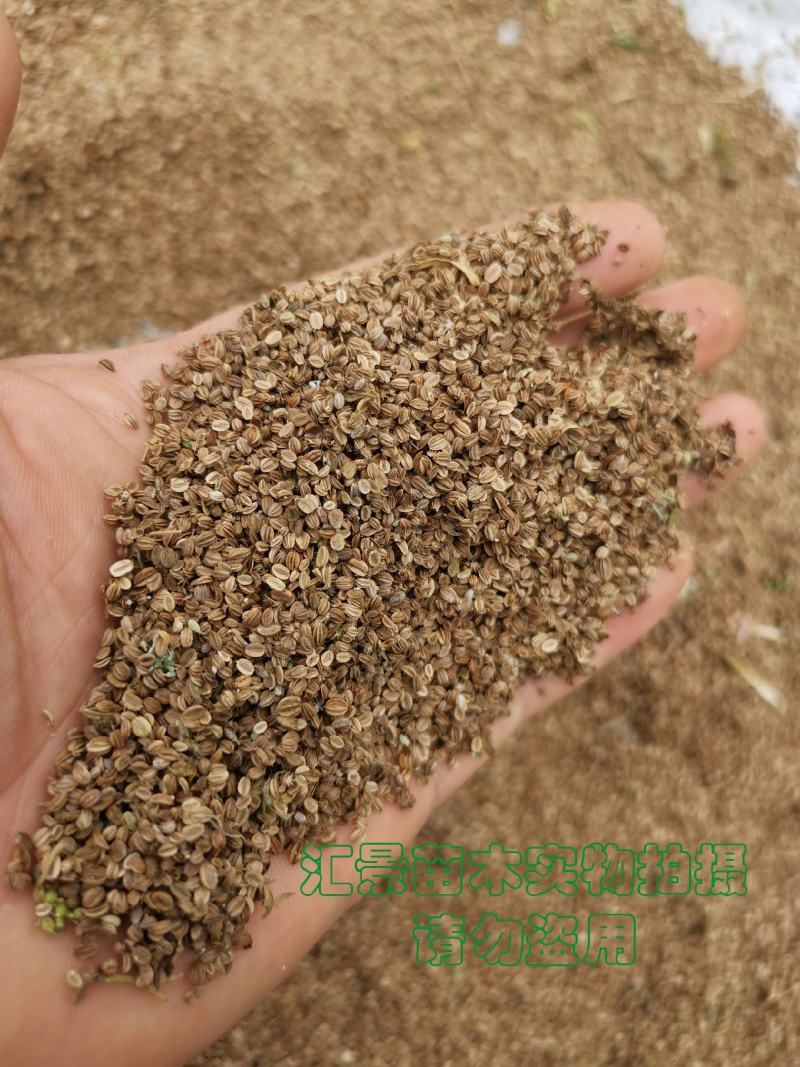 蛇床子中药材（纯野生）新货干货净货质优现货