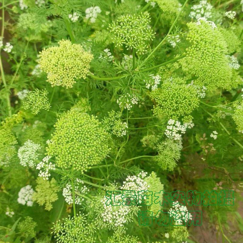 蛇床子中药材（纯野生）新货干货净货质优现货