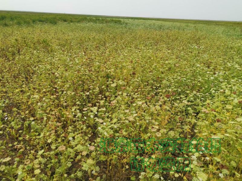 蛇床子中药材（纯野生）新货干货净货质优现货