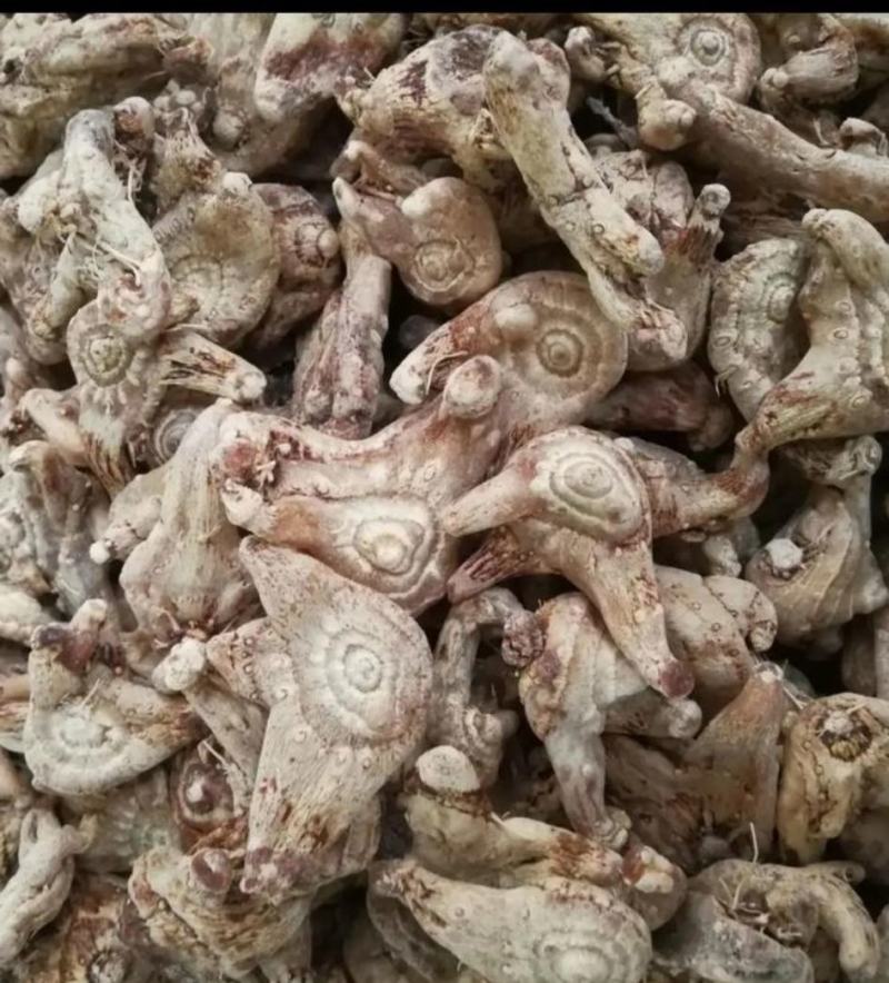 高品质白芨长期供应量大从优***欢迎选购