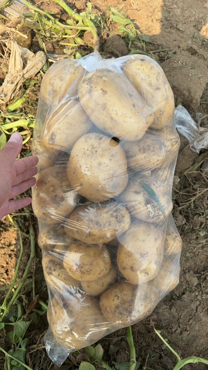 河南南阳千亩土豆产区，沃土五号大量供应！！！
