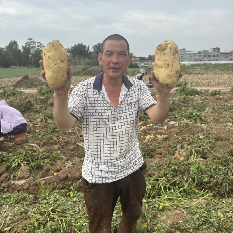 河南南阳千亩土豆产区，沃土五号大量供应！！！