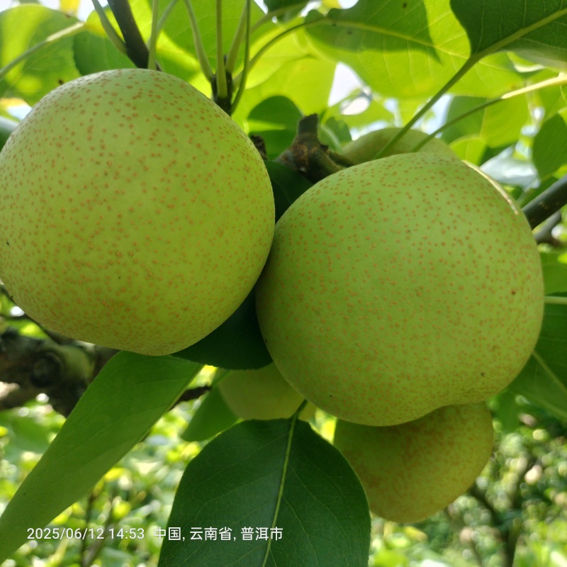 自家种植的夏雪梨成熟上市，欢迎新老客户对接！