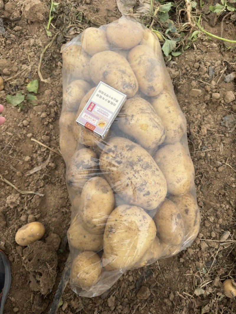 河南南阳千亩土豆产区，沃土五号大量供应！！！