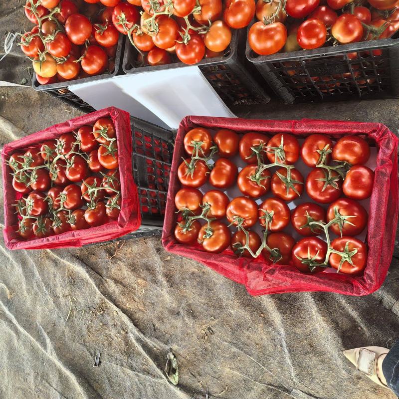 西红棉
